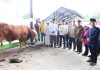 Bupati Asahan Saksikan Penyembelihan Sapi Bantuan Presiden di Kecamatan Air Batu