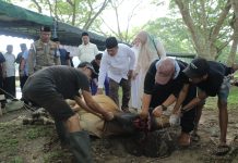Pemkab Asahan Sembelih 101 Hewan Qurban pada Idul Adha 1447 H