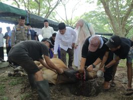Pemkab Asahan Sembelih 101 Hewan Qurban pada Idul Adha 1447 H