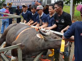 BP Batam Sembelih 33 Hewan Kurban, Wujudkan Semangat Berbagi di Hari Raya Idul Adha