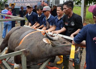 BP Batam Sembelih 33 Hewan Kurban, Wujudkan Semangat Berbagi di Hari Raya Idul Adha