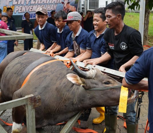 BP Batam Sembelih 33 Hewan Kurban, Wujudkan Semangat Berbagi di Hari Raya Idul Adha