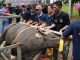BP Batam Sembelih 33 Hewan Kurban, Wujudkan Semangat Berbagi di Hari Raya Idul Adha