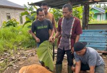 Kantor SAR Natuna Hangatkan Momen Idul Adha 1447 H dengan Pelaksanaan Qurban 2 Ekor Sapi