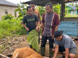Kantor SAR Natuna Hangatkan Momen Idul Adha 1447 H dengan Pelaksanaan Qurban 2 Ekor Sapi