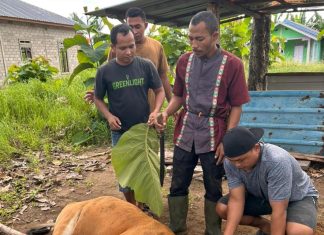 Kantor SAR Natuna Hangatkan Momen Idul Adha 1447 H dengan Pelaksanaan Qurban 2 Ekor Sapi