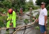 Pohon Tumbang Timpa Pengendara, Bhabinkamtibmas dan Warga Sigap Lakukan Evakuasi