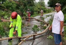 Pohon Tumbang Timpa Pengendara, Bhabinkamtibmas dan Warga Sigap Lakukan Evakuasi