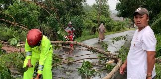 Pohon Tumbang Timpa Pengendara, Bhabinkamtibmas dan Warga Sigap Lakukan Evakuasi
