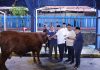 Kemnaker Himpun 93 Hewan Kurban, Menaker: Iduladha Momentum Perkuat Kepedulian dan Kinerja