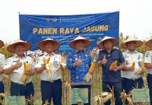 Wabup Asahan Hadiri Panen Raya Jagung di Lapas Minimum Security, Dukung Ketahanan Pangan Nasional