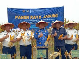 Wabup Asahan Hadiri Panen Raya Jagung di Lapas Minimum Security, Dukung Ketahanan Pangan Nasional
