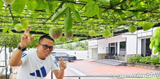 Bosan Teras Rumah Terasa Gerah? Coba Pasang “Kanopi Hidup” Ini!