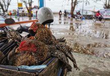 Tingginya Pasokan Hewan Ternak ke Kepri jadi Salah Satu Dasar Ranperda Penyelenggaraan Peternakan dan Kesehatan Hewan