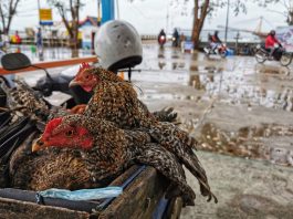 Tingginya Pasokan Hewan Ternak ke Kepri jadi Salah Satu Dasar Ranperda Penyelenggaraan Peternakan dan Kesehatan Hewan