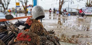 Tingginya Pasokan Hewan Ternak ke Kepri jadi Salah Satu Dasar Ranperda Penyelenggaraan Peternakan dan Kesehatan Hewan