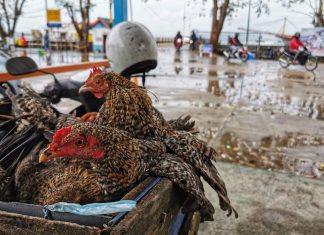 Tingginya Pasokan Hewan Ternak ke Kepri jadi Salah Satu Dasar Ranperda Penyelenggaraan Peternakan dan Kesehatan Hewan