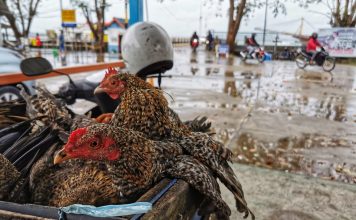 Tingginya Pasokan Hewan Ternak ke Kepri jadi Salah Satu Dasar Ranperda Penyelenggaraan Peternakan dan Kesehatan Hewan