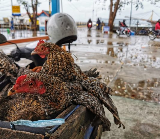 Tingginya Pasokan Hewan Ternak ke Kepri jadi Salah Satu Dasar Ranperda Penyelenggaraan Peternakan dan Kesehatan Hewan