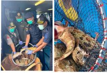 Lolos Karantina, 10.362 Ekor Ikan Hidup Asal Natuna Kembali Diekspor ke Hongkong Bernilai Rp1,1 Miliar