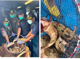 Lolos Karantina, 10.362 Ekor Ikan Hidup Asal Natuna Kembali Diekspor ke Hongkong Bernilai Rp1,1 Miliar