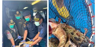 Lolos Karantina, 10.362 Ekor Ikan Hidup Asal Natuna Kembali Diekspor ke Hongkong Bernilai Rp1,1 Miliar