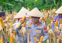 Dukung Ketahanan Pangan Nasional, Polres Bintan Panen Ratusan Kilogram Jagung Pipil