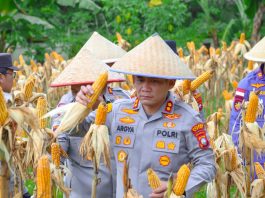 Dukung Ketahanan Pangan Nasional, Polres Bintan Panen Ratusan Kilogram Jagung Pipil