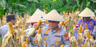 Dukung Ketahanan Pangan Nasional, Polres Bintan Panen Ratusan Kilogram Jagung Pipil