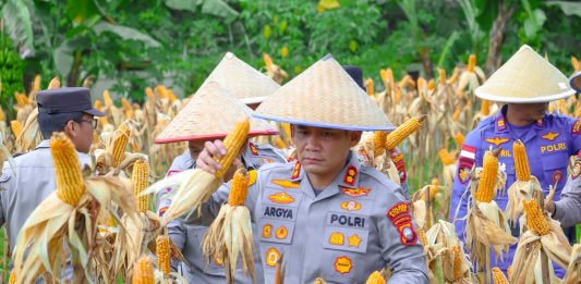 Dukung Ketahanan Pangan Nasional, Polres Bintan Panen Ratusan Kilogram Jagung Pipil
