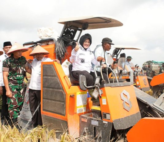 Panen Perdana Padi Zakat Produktif di Siak, Mustahik Didorong Menjadi Petani Mandiri