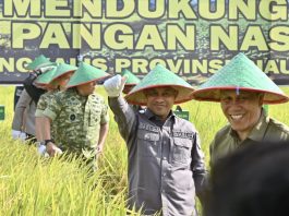 Hadiri Panen Raya TNI di Siak Kecil, Wabup Bagus Santoso Tegaskan Komitmen Bengkalis Dukung Ketahanan Pangan Nasional
