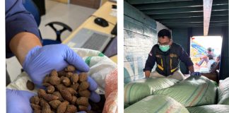Biji Tempayan Natuna Tembus Pasar Antardaerah, Karantina Kepri Periksa 1 Ton Komoditas