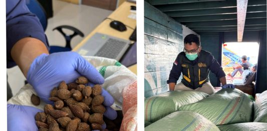Biji Tempayan Natuna Tembus Pasar Antardaerah, Karantina Kepri Periksa 1 Ton Komoditas