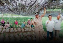 Dukung Perkebunan Rakyat, Wabup Jarmin Tinjau Pembibitan 45 Ribu Benih Kelapa Unggul Siap Salur