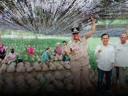 Dukung Perkebunan Rakyat, Wabup Jarmin Tinjau Pembibitan 45 Ribu Benih Kelapa Unggul Siap Salur