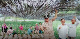 Dukung Perkebunan Rakyat, Wabup Jarmin Tinjau Pembibitan 45 Ribu Benih Kelapa Unggul Siap Salur