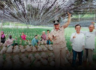 Dukung Perkebunan Rakyat, Wabup Jarmin Tinjau Pembibitan 45 Ribu Benih Kelapa Unggul Siap Salur