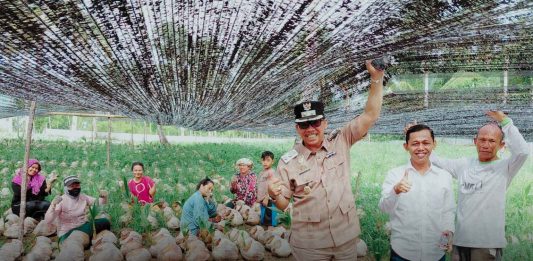 Dukung Perkebunan Rakyat, Wabup Jarmin Tinjau Pembibitan 45 Ribu Benih Kelapa Unggul Siap Salur