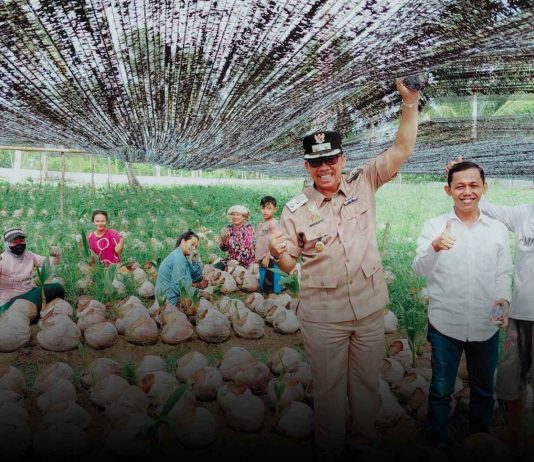 Dukung Perkebunan Rakyat, Wabup Jarmin Tinjau Pembibitan 45 Ribu Benih Kelapa Unggul Siap Salur