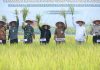 Smart Farming Binaan BI di Bunga Raya Tunjukkan Hasil, Produktivitas Padi Meningkat
