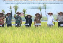 Smart Farming Binaan BI di Bunga Raya Tunjukkan Hasil, Produktivitas Padi Meningkat