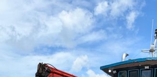 Bibit Kelapa Unggul Natuna Kian Diminati, Karantina Kepri Kawal Pengiriman 80 Ribu Butir ke Bintan