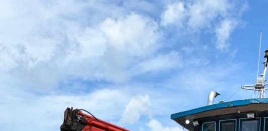 Bibit Kelapa Unggul Natuna Kian Diminati, Karantina Kepri Kawal Pengiriman 80 Ribu Butir ke Bintan