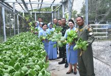 Dari Lahan Sederhana, PIA AG Lanud RSA Natuna Panen Sawi Pakcoy