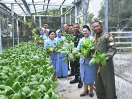 Dari Lahan Sederhana, PIA AG Lanud RSA Natuna Panen Sawi Pakcoy