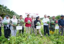 Bupati Siak Afni Apresiasi Pemanfaatan Dana Desa untuk Ketahanan Pangan, Dorong Penguatan Ekonomi Masyarakat