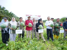 Bupati Siak Afni Apresiasi Pemanfaatan Dana Desa untuk Ketahanan Pangan, Dorong Penguatan Ekonomi Masyarakat