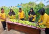 Pekarangan Produktif, Polsek Bunguran Timur Panen Jagung untuk Perkuat Ketahanan Pangan Keluarga