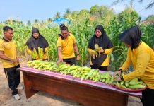 Pekarangan Produktif, Polsek Bunguran Timur Panen Jagung untuk Perkuat Ketahanan Pangan Keluarga